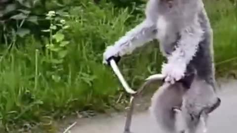 Cute Dog Cycling
