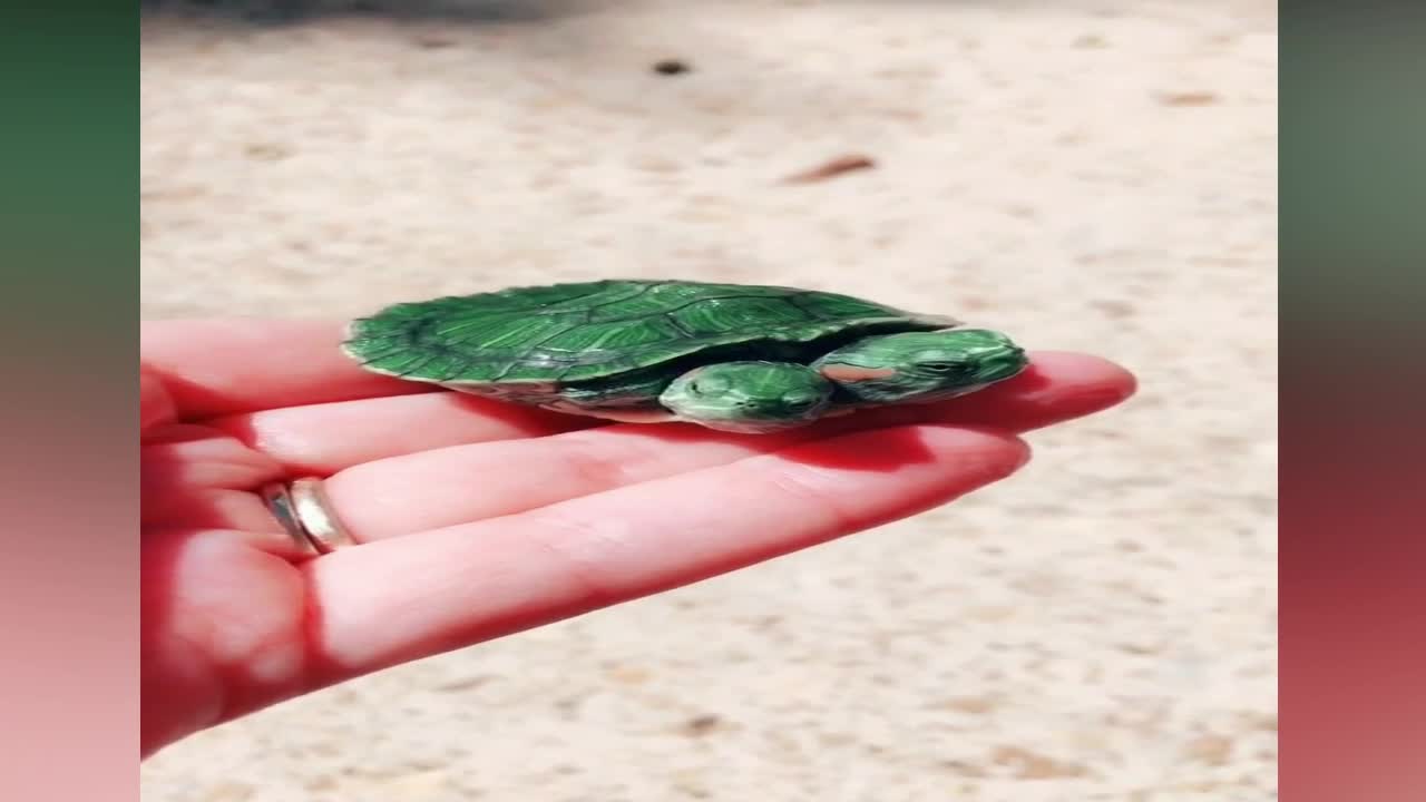 A two-headed green tortoise or a turtle ? - Let's decide!