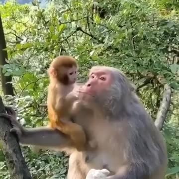 The language of a mother is universal ❤️