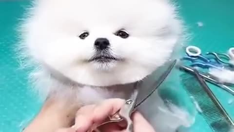 Cute Dog