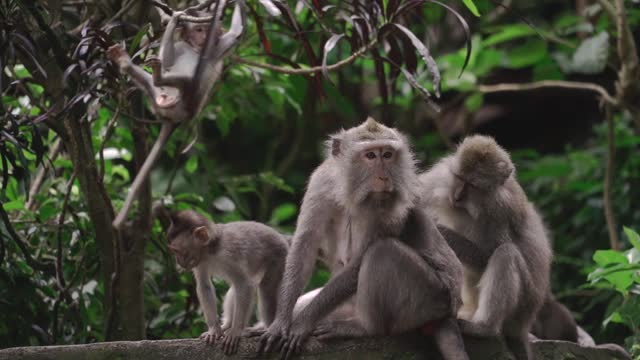 Monkey Grooming Another Monkey