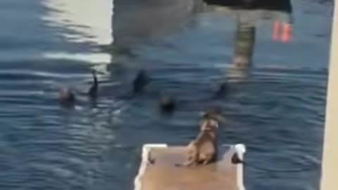 Sea lions attacked by pitbull.mp4