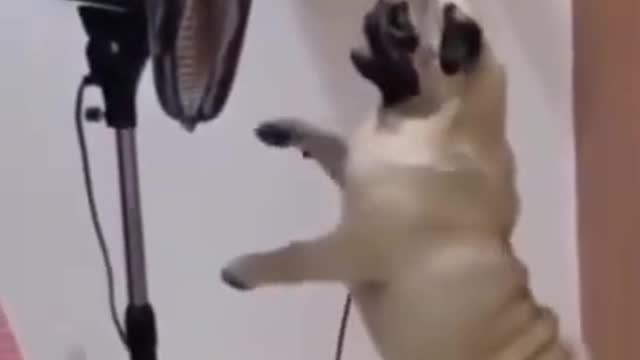 Funny Dog Video Playing the Electric Fan | Dogs Cute and Funny Video #shorts