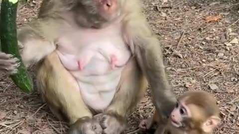 Monkey life