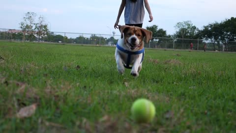 Slow motion Asian girl throwing ball for Beagle dog, Owner playing with pet outdoor together