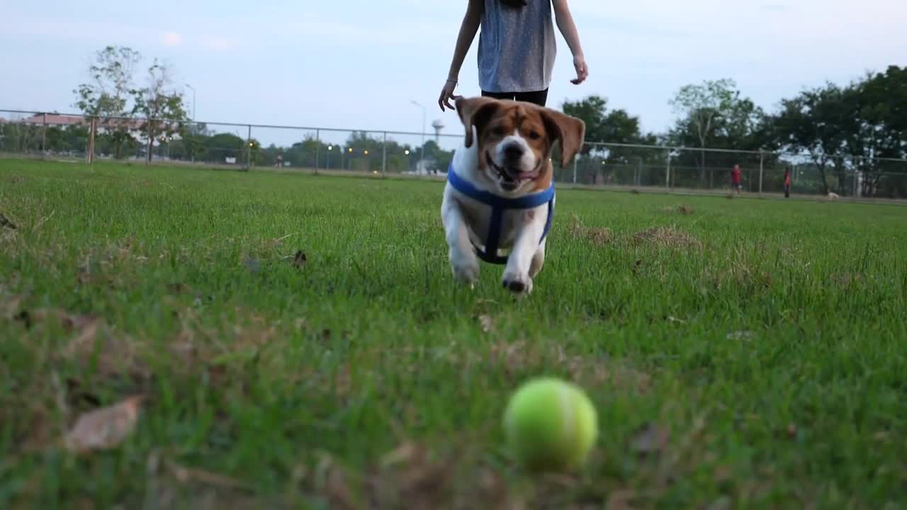 Slow motion Asian girl throwing ball for Beagle dog, Owner playing with pet outdoor together