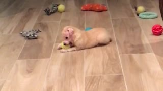 Puppy playing with ball