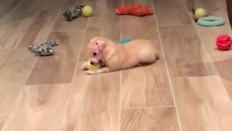 Puppy playing with ball