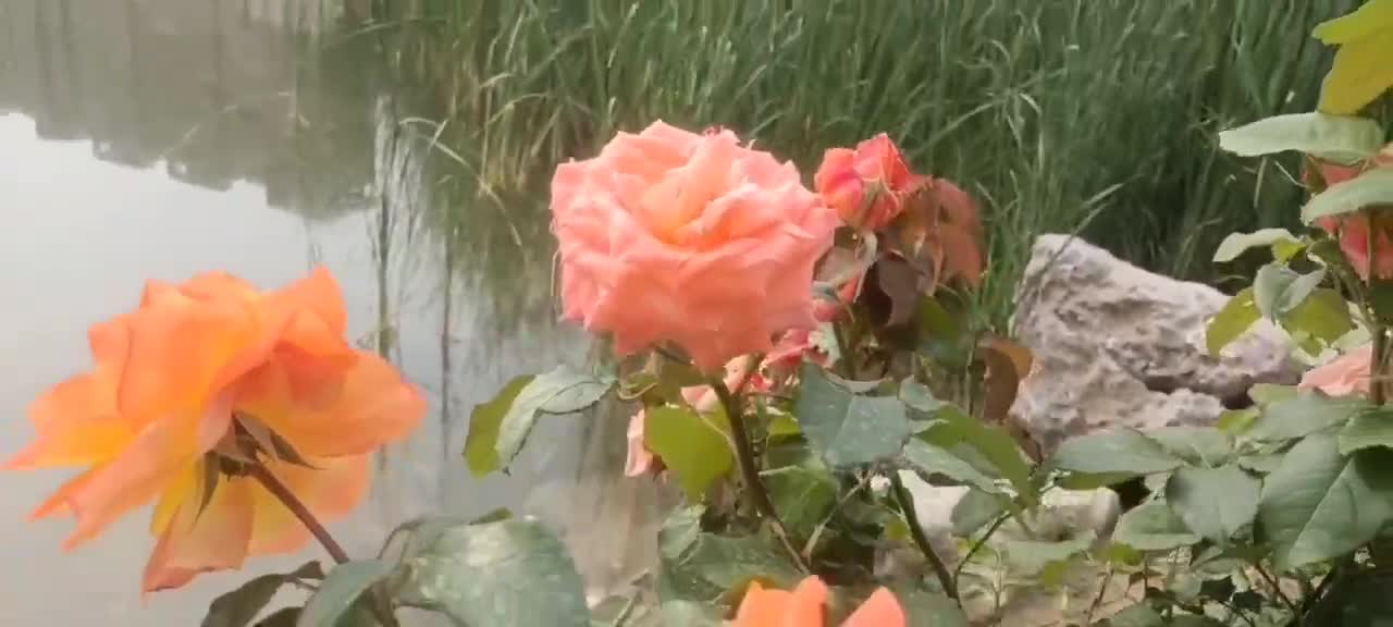 beautiful flowers