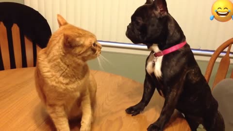 Another Random of Cats vs Dogs