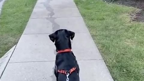 Rottweiler drop the leash challenge 😂 🥰 #Shorts #rottweiler