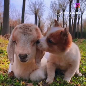 Cute puppy animal beautiful animals and family photos of animals