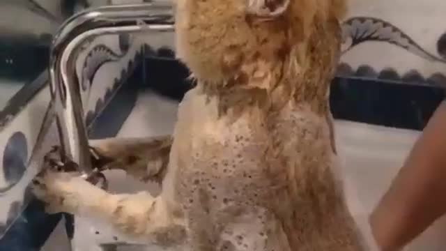 Cute cat bath