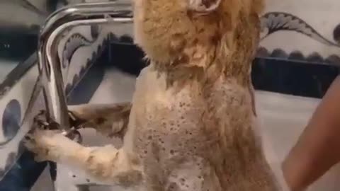 Cute cat bath