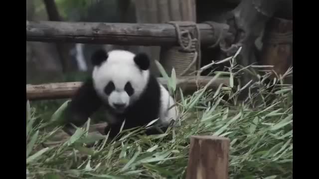 PANDAS!!!!!!!