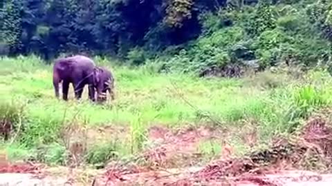 The little elephant is happy to meet a friend.