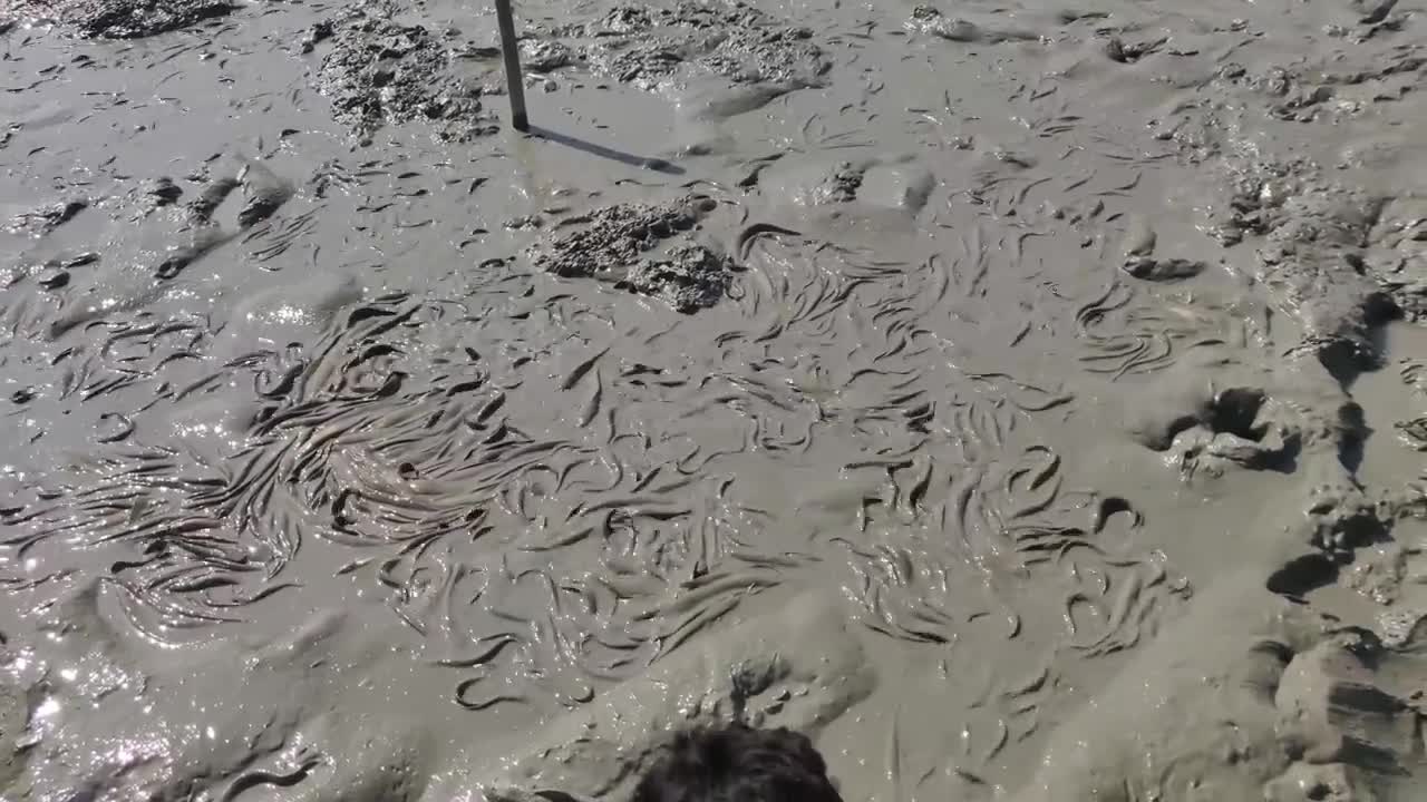 Mud Water Pond Catching Catfish by Hand