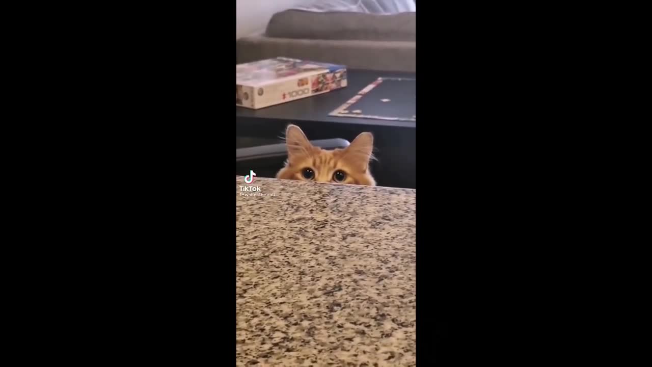 Cat memes compilation