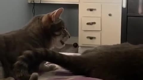 Funny and cute cats will make you laugh all day long🤣🤣 funny cats