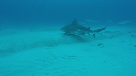 Swimming with Bull sharks.... shaking in my flippers!!!