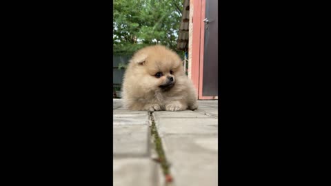 baby Pomeranian, cute puppies playing, small cutie dogs, Pomeranian