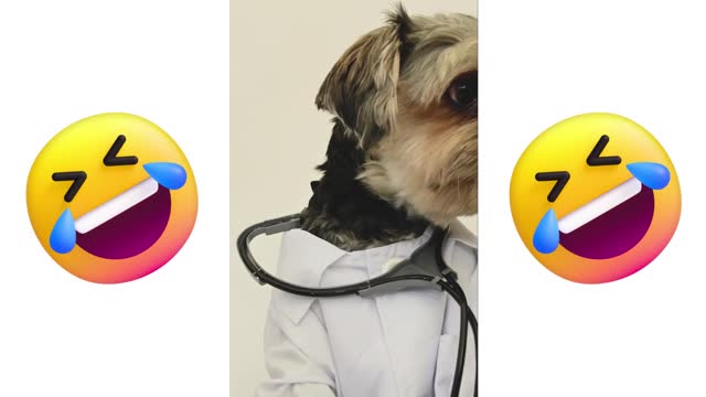 Dog Wearing a Doctor Costume #funnydogsincostumes