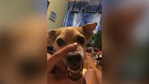 Chien qui parle