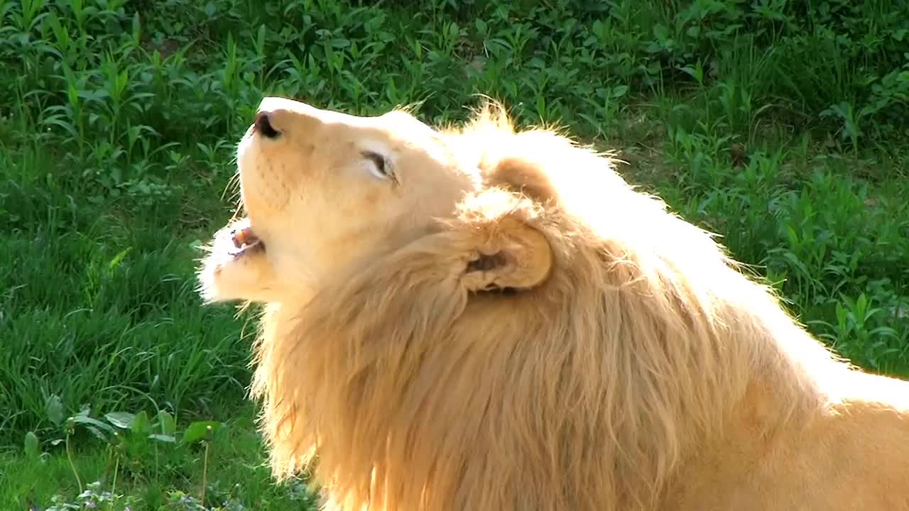 Lion