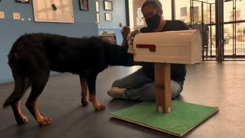 Beauceron Monet - New Trick