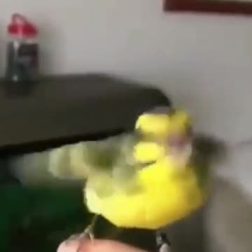 African mustache bird singing in hand!♾