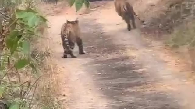 Tiger safari park.... Tiger attacking on a jeep