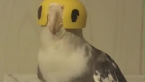 He loves this helmet