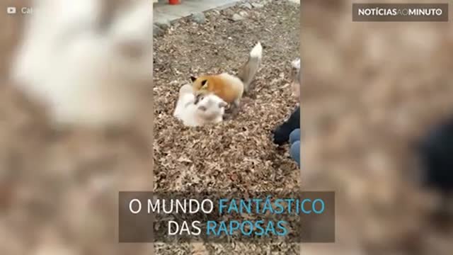 Espertas e malandras: Os melhores momentos de raposas flagrados em vídeo