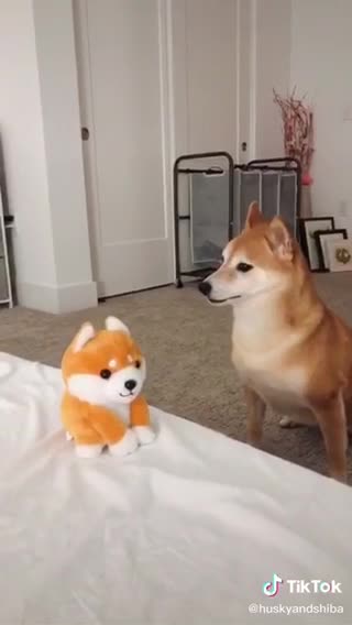 Pls Ignore My Obnoxious Noises She’s So Cute