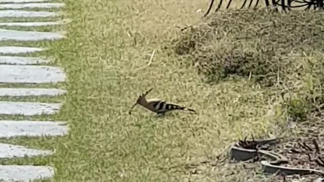 The Hoopoe's hunt