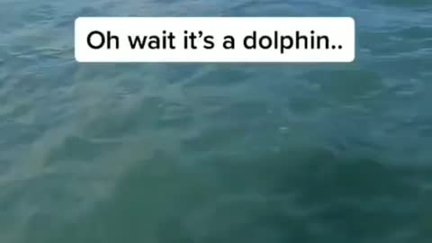 A surfer mistakes a dolphin for a shark