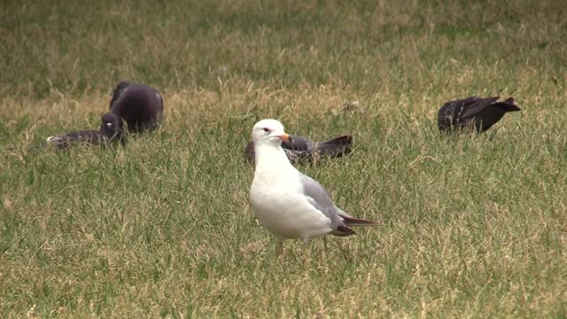 Beautiful birds