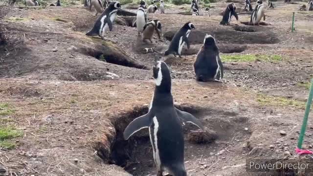 Cute Penguin