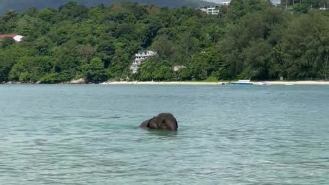 Elephant Escapes From Its Keeper