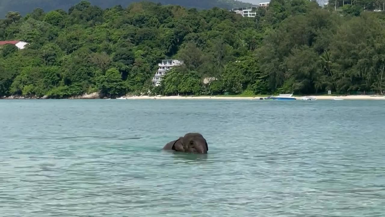 Elephant Escapes From Its Keeper