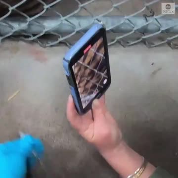 Animals, including mountain lions, tigers and bears were administered a COVID-19 vaccine.