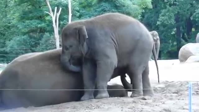 Baby elephant rides his mother