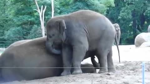 Baby elephant rides his mother