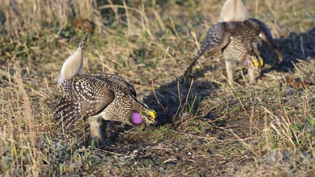 My Favorite Sharp tailed Grouse Photos.