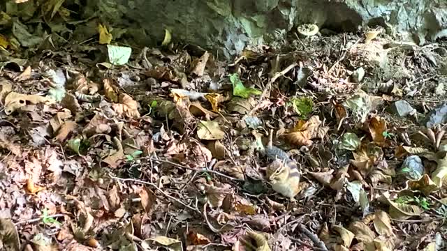 Cute chipmunk eating an acorn