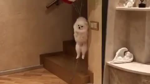 puppy flying by balloon
