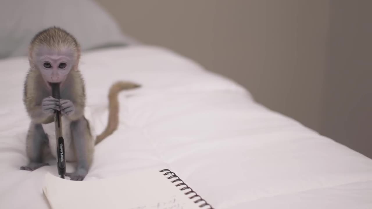 Baby monkey playing with owner