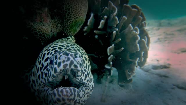 Face To Face With A Japanese Dragon Eel