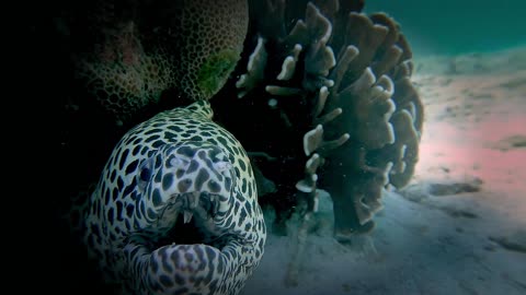 Face To Face With A Japanese Dragon Eel