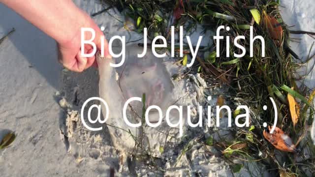 Huge as in BIG Jelly Fish at Coquina Beach Florida! MUST watch...